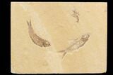 Two Detailed Knightia Fossil Fish - Wyoming #91587-1